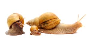 Quantas calorias em 1 Caracol Caracóis?