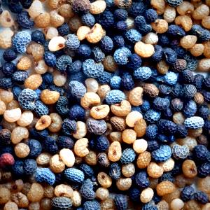 Quantas calorias em 1 Colher De Chá (2,8 G) Sementes de papoula?