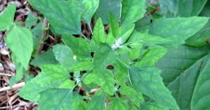 Quantas calorias em 1 Folha (0,9 G) Ançarinha-branca, crua?