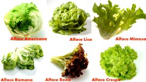Quantas calorias em 1 Folha, Escarola Endívia, Chicória, Escarola ou Alface Romana?