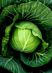 Quantas calorias em 1 Folha Grande Repolho Verde?
