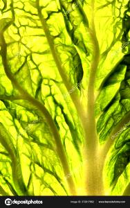 Quantas calorias em 1 Folha Repolho Chinês?