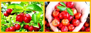 Quantas calorias em 1 Fruta (4,8 G) Acerola?