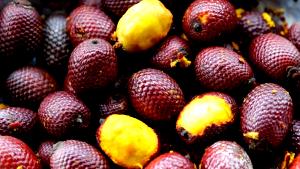 Quantas calorias em 1 Fruta Buriti?