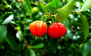 Quantas calorias em 1 Fruta Pitanga?
