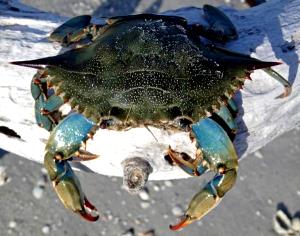 Quantas calorias em 1 İnteiro (21,0 G) Siri azul, cru?