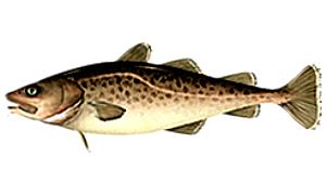 Quantas calorias em 1 Lb Bacalhau do Pacífico?