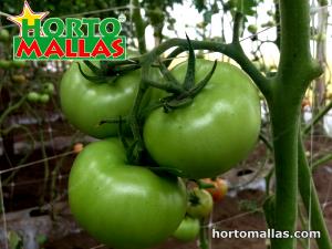 Quantas calorias em 1 Meia-Lua (1/4 De Tomate Médio) Tomates?