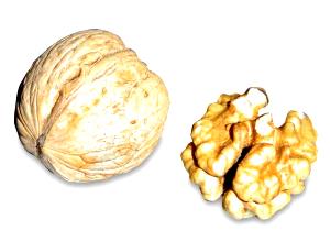 Quantas calorias em 1 Noz Nozes de Nogueira?