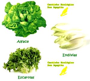 Quantas calorias em 1 Oz Endívia, Chicória, Escarola ou Alface Romana?