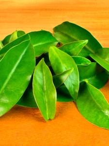 Quantas calorias em 1 Oz Ora Pro Nobis?