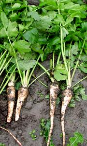 Quantas calorias em 1 Oz Pastinacas?