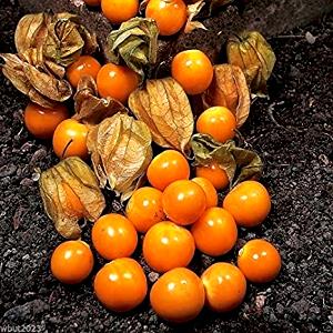 Quantas calorias em 1 Oz Physalis?