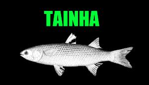 Quantas calorias em 1 Oz Tainha?