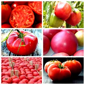 Quantas calorias em 1 Oz Tomates Vermelhos?