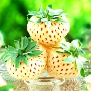 Quantas calorias em 1 Pequeno (2,5 Cm De Diâmetro) Morangos com Açúcar?