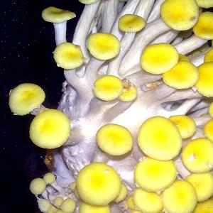 Quantas calorias em 1 Pequeno Cogumelo Ostra?