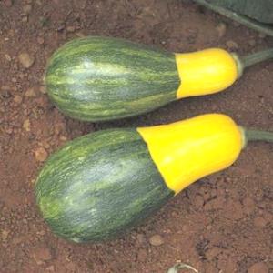 Quantas calorias em 1 Porção (57 G) Abóbora Amarela?