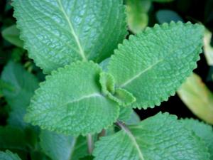 Quantas calorias em 1 Porção Bebida infusão malvariço planta folha sem açúcar?