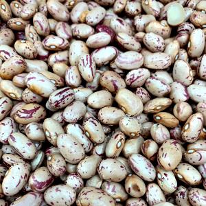 Quantas calorias em 1 Porção Feijão rajado cru?