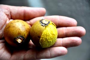 Quantas calorias em 1 Porção Macaúba in natura?