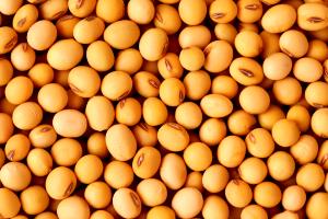 Quantas calorias em 1 Porção Soja extrato bebida natural fluído (méida diferentes amostras)?