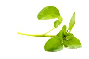 Quantas calorias em 1 Ramo Agrião?