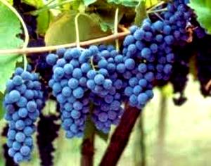 Quantas calorias em 1 Uva Uvas tipo Americano?