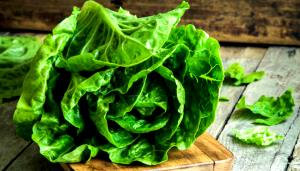 Quantas calorias em 1 Xícara, Desfiada Alface Romana?