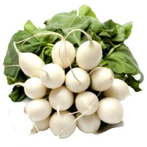 Quantas calorias em 1 Xícara (100,0 G) Rabanete branco gelo?