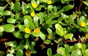 Quantas calorias em 1 Xícara (115,0 G) Beldroega, cozida?