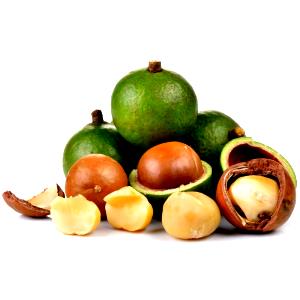 Quantas calorias em 1 Xícara (160,0 G) Sementes de noz-dos-maias, secas?