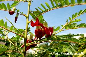 Quantas calorias em 1 Xícara (20,0 G) Flor sesbania, crua?