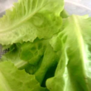 Quantas calorias em 1 Xícara (36,0 G) Alface verde?