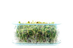 Quantas calorias em 1 Xícara (38,0 G) Sementes de rabanete, broto?