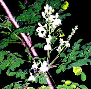 Quantas calorias em 1 Xícara (42,0 G) Folhas de moringa, cozidas?
