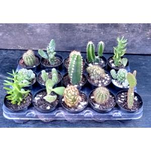 Quantas calorias em 1 Xícara (86,0 G) Nopales, cru?