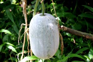 Quantas calorias em 1 Xícara, Food.Serving.Option.Cubed (132,0 G) Waxgourd, melão chinês, cru?