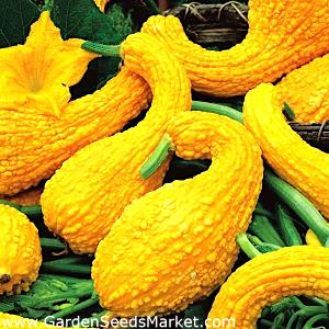 Quantas calorias em 1 Xícara, Picado (127,0 G) Abóbora crookneck, crua?