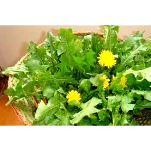 Quantas calorias em 1 Xícara, Picado (55,0 G) Dente-de-leão verde, cru?