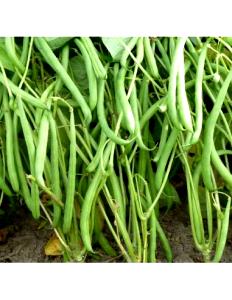 Quantas calorias em 10 Feijões (10 Cm De Comprimento) Feijão Verde?