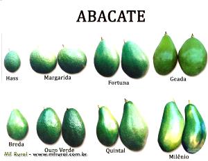 Quantas calorias em 100 G Abacate Margarida?