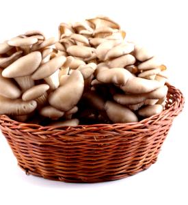 Quantas calorias em 100 g Shimeji Branco?