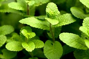 Quantas calorias em 2 Folhas Mentha?